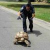 Police street check analysis presses on like a herd of turtles