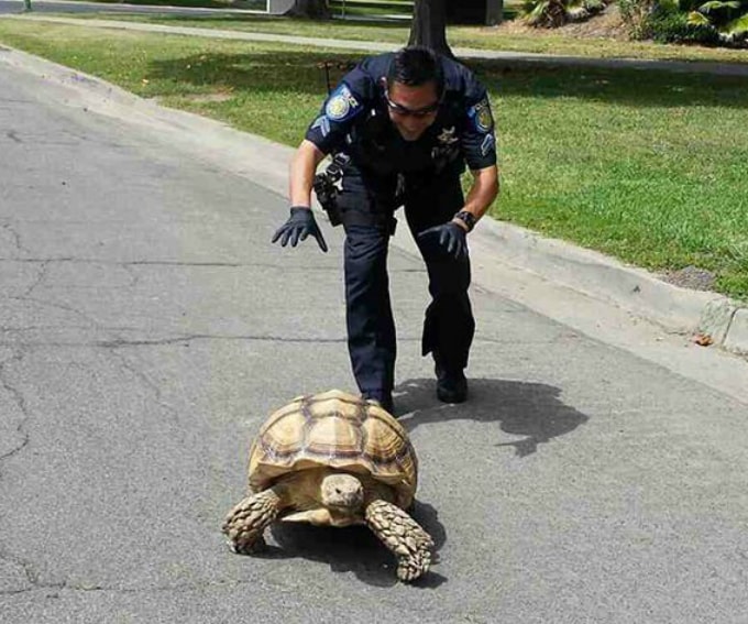 Police street check analysis presses on like a herd of turtles - Nova ...