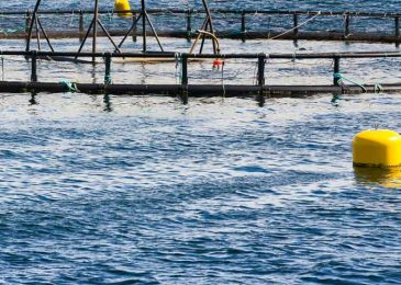 Press release: Healthy Bays Network forms to fight open-net finfish farms