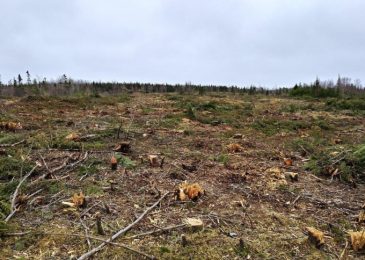 If you care about our forests – Why the Forest Management Guide public consultation matters
