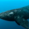 Media release: Sierra Club and allies respond to new protection measures for Right Whales in Canada