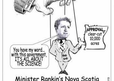 Op-ed:  For our forests to survive, minister Rankin must begin to practice what he preaches
