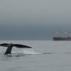 Training and qualification requirements are vague for Nova Scotia’s offshore  wildlife observers during seismic surveys