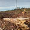 Clearcutting must stop –Healthy Forest Coalition alarmed by ‘cutting frenzy’