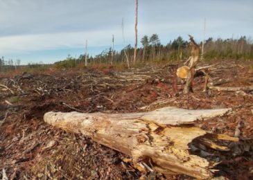 Clearcutting must stop –Healthy Forest Coalition alarmed by ‘cutting frenzy’