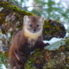 Proposed clearcut in Cape Breton threatens endangered martens’ habitat, local naturalist fears