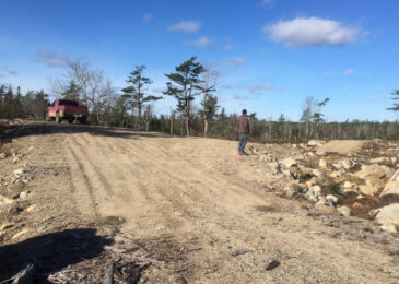Members of Minister’s Forestry Advisory Committee request clearcut moratorium