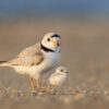 Open letter: Proposed Owls Head golf course puts Piping Plovers and Barn Swallows at risk